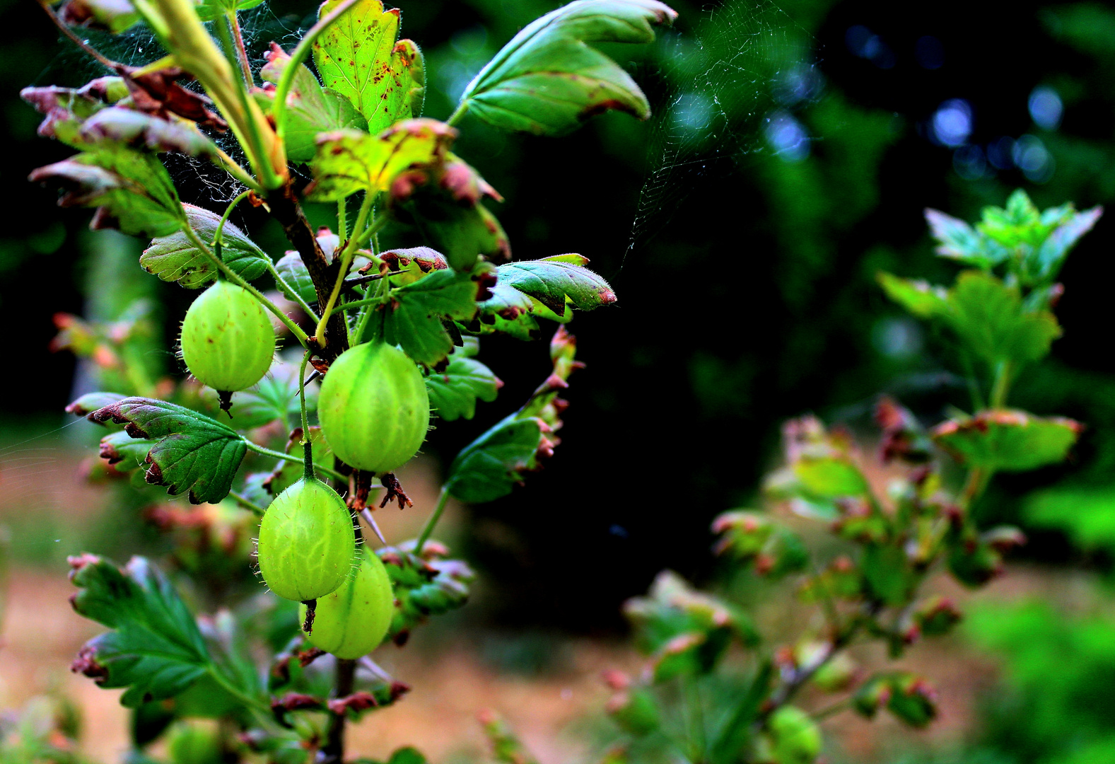  Stachelbeeren ...