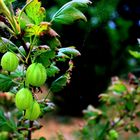  Stachelbeeren ...