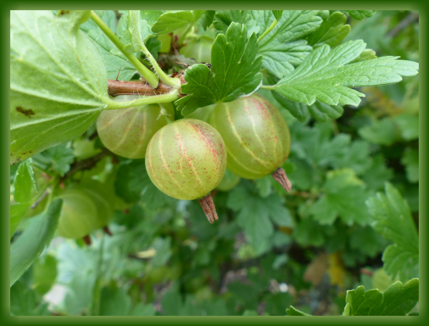 Stachelbeeren