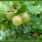 Stachelbeeren