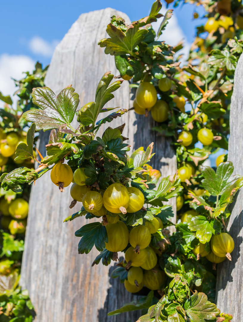 Stachelbeeren