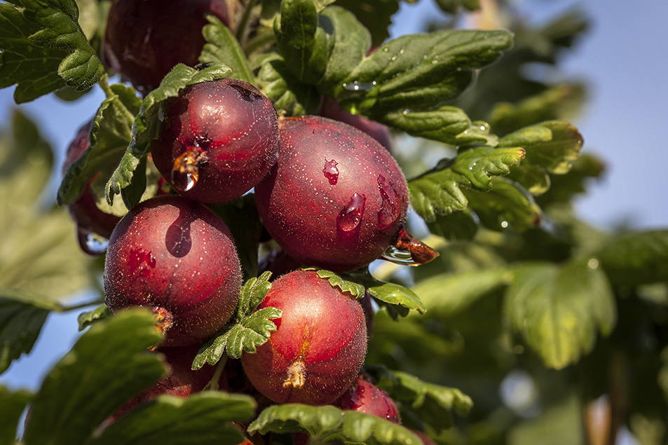 Stachelbeeren