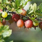 stachelbeeren