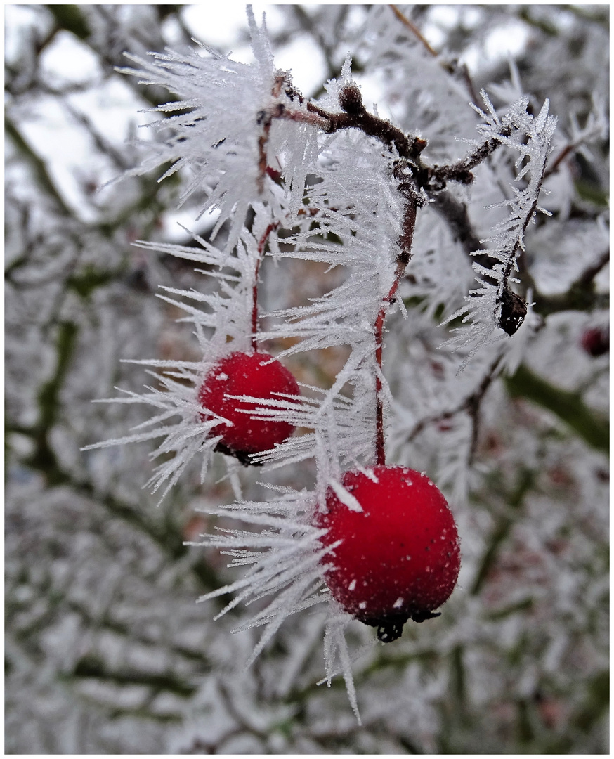 Stachelbeeren im Winter ;-)