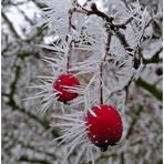 Stachelbeeren im Winter ;-)