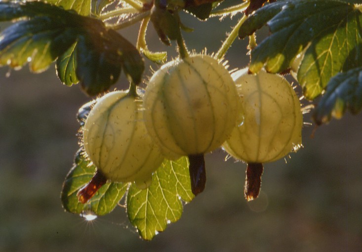 Stachelbeeren nach Regenguss