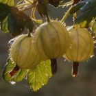 Stachelbeeren nach Regenguss