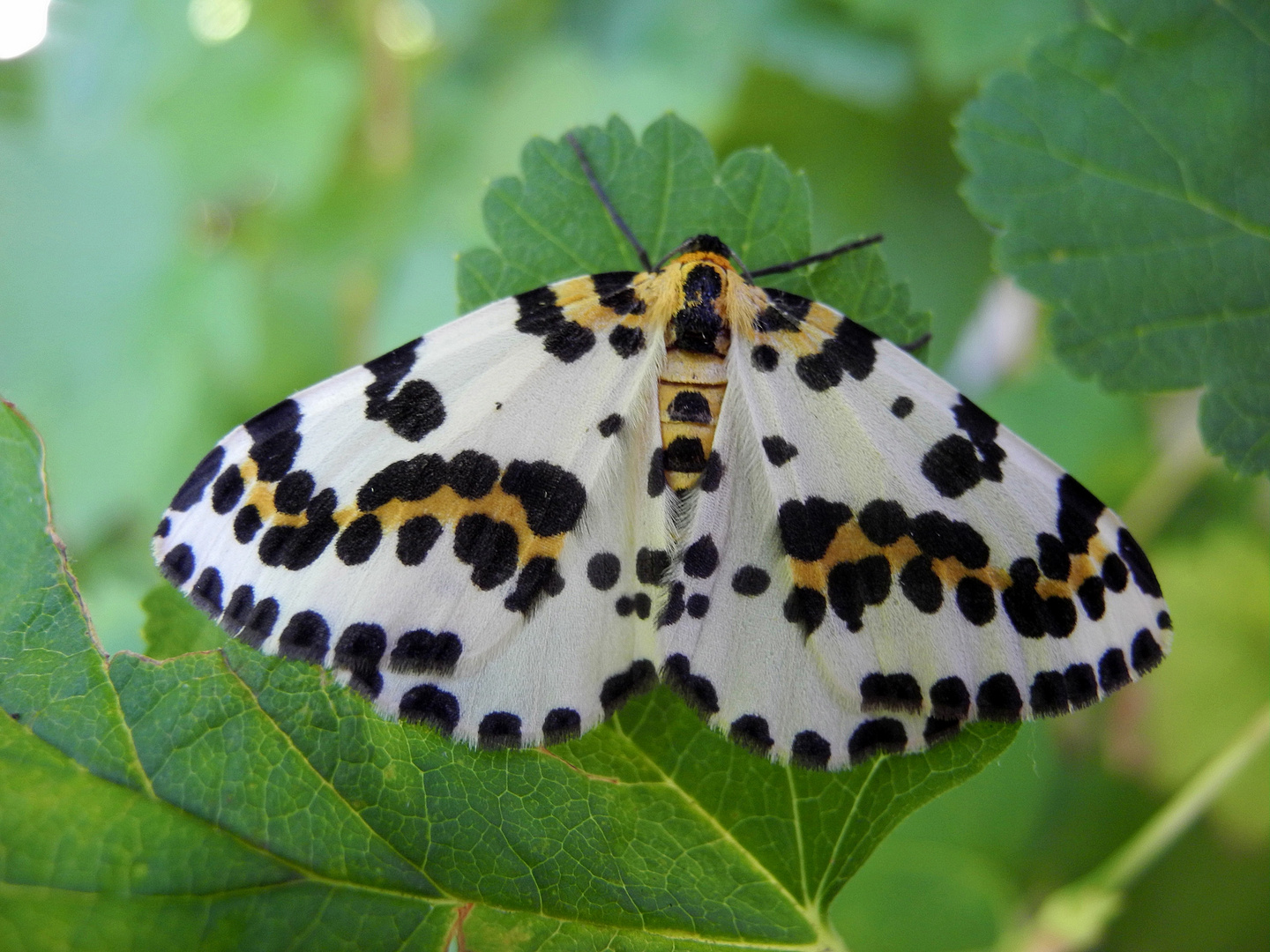 Stachelbeerspanner (Abraxas grossulariata)