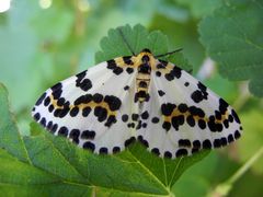 Stachelbeerspanner (Abraxas grossulariata)