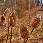 Stachelblümchen