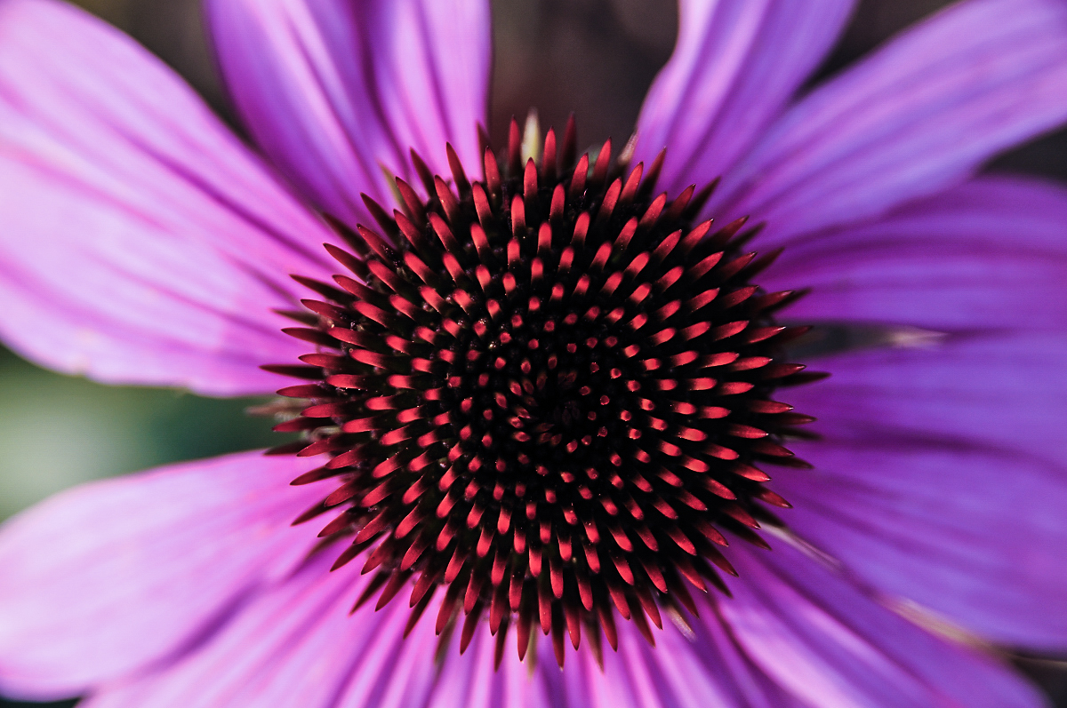 Stachelblüte