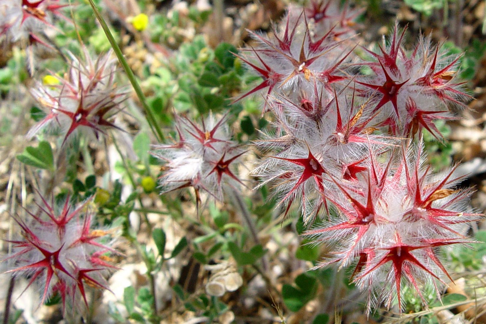 Stachelblüten