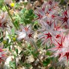 Stachelblüten