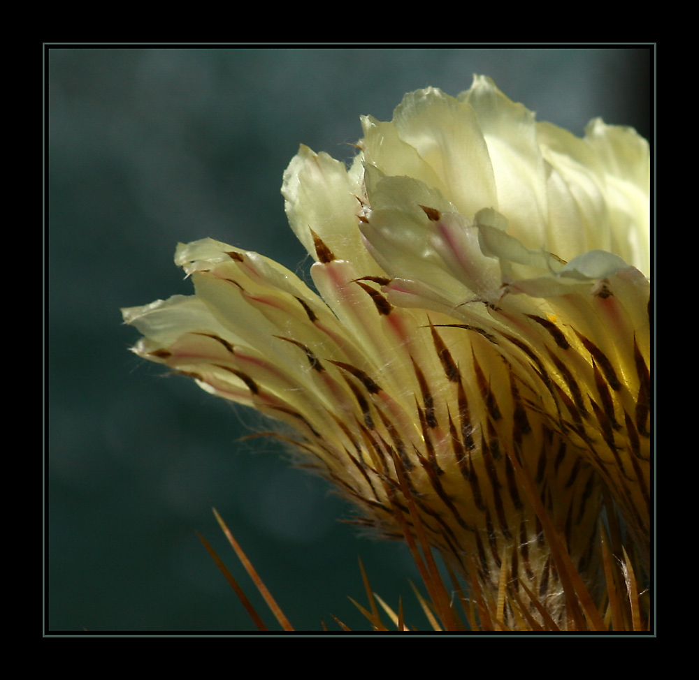 Stachelblüten