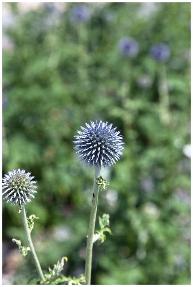 Stachelblume