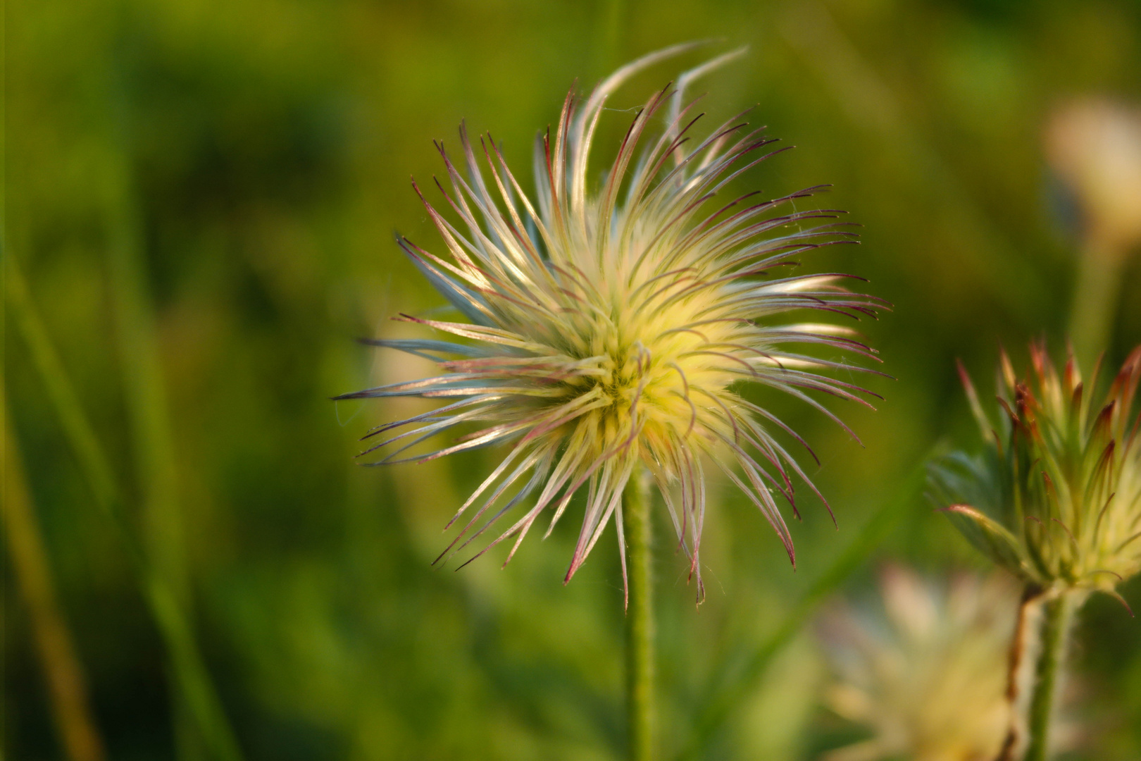 Stachelblume