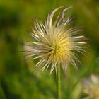 Stachelblume