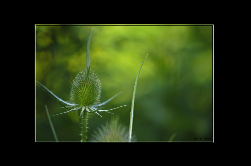 stachelblume