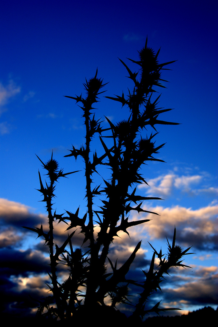 Stachelblume