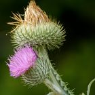 Stacheldistel oder es wird Herbst...