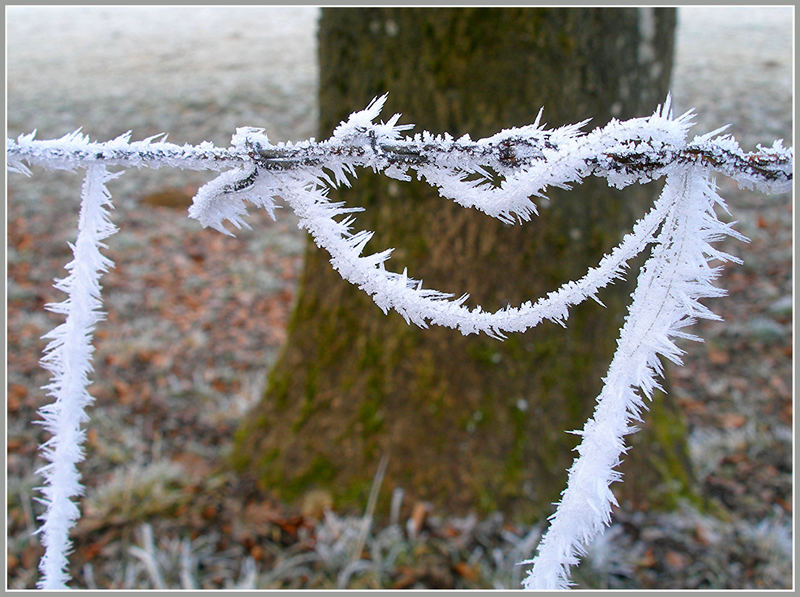 Stacheldraht 1