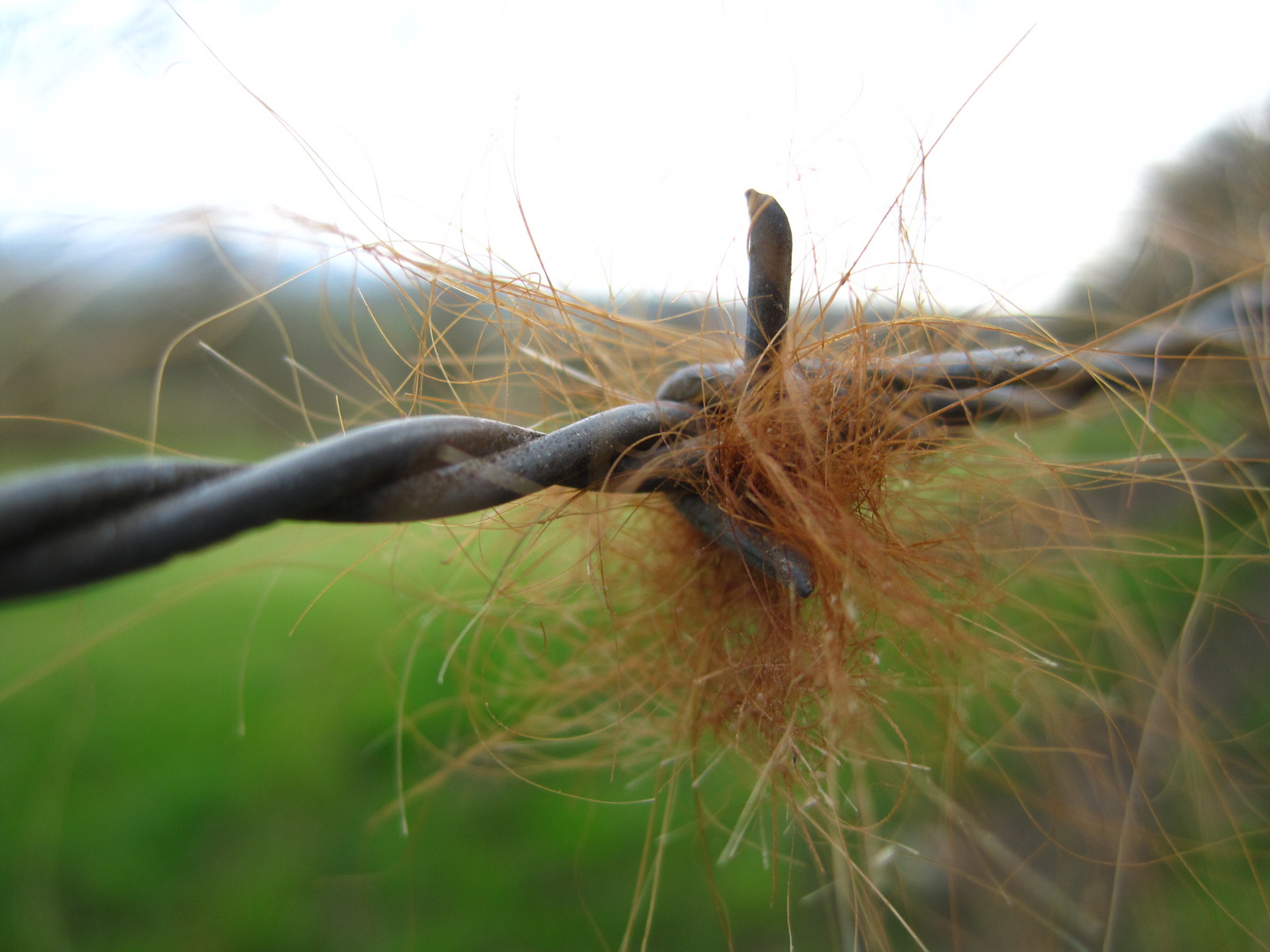 Stacheldraht