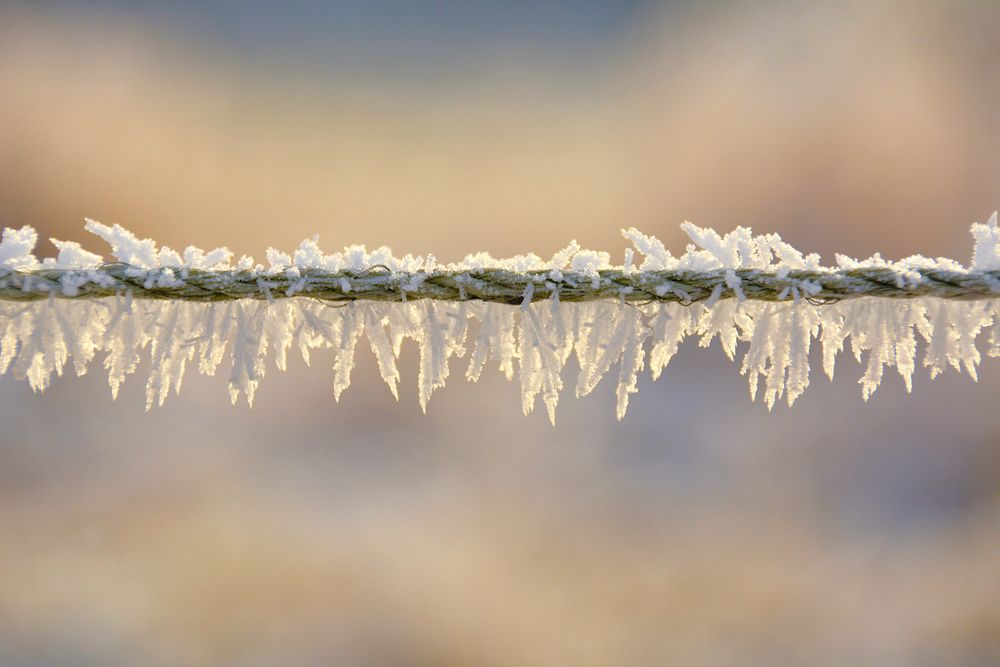 Stacheldraht....