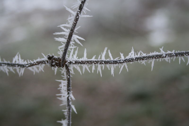 Stacheldraht