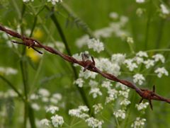 Stacheldraht