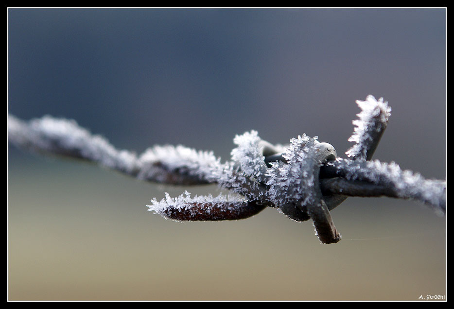 Stacheldraht