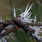 Stacheldraht