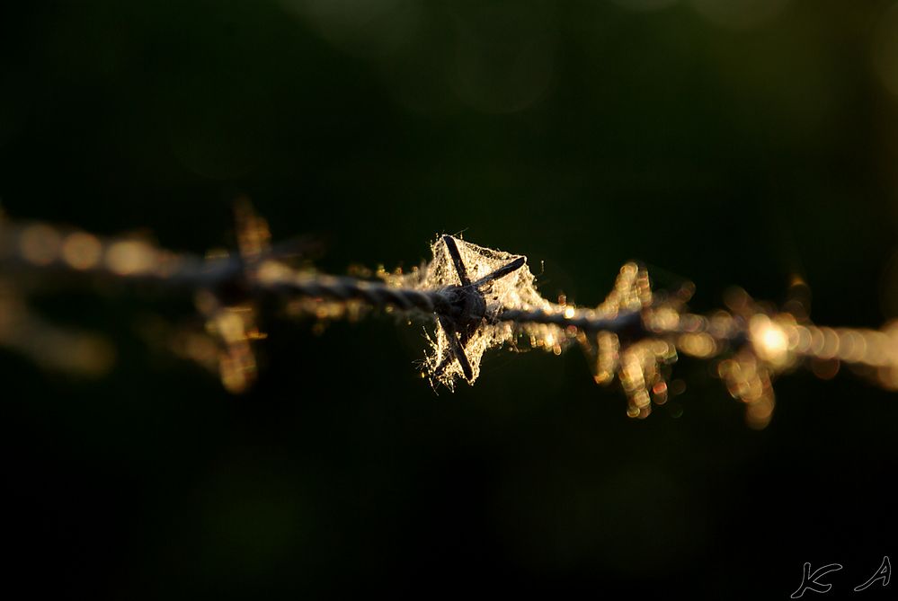 Stacheldraht...