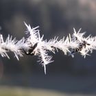 Stacheldraht