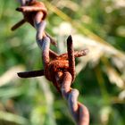 Stacheldraht am Wegesrand