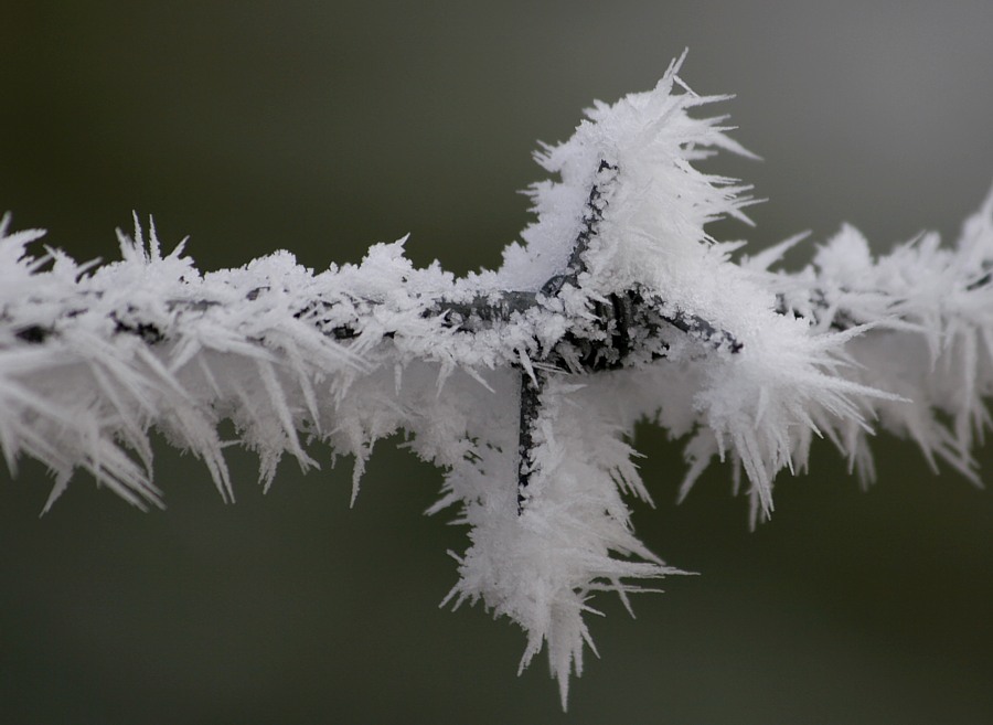 Stacheldraht