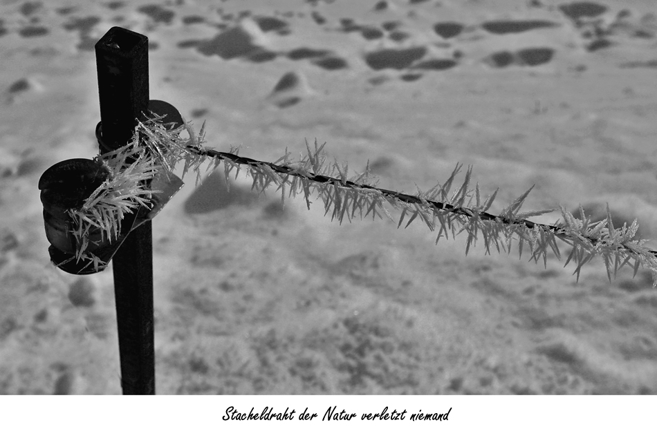 Stacheldraht der Natur