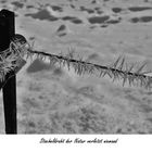 Stacheldraht der Natur