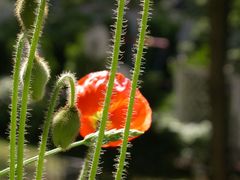 Stacheldraht