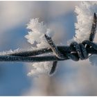 Stacheldraht-Eis