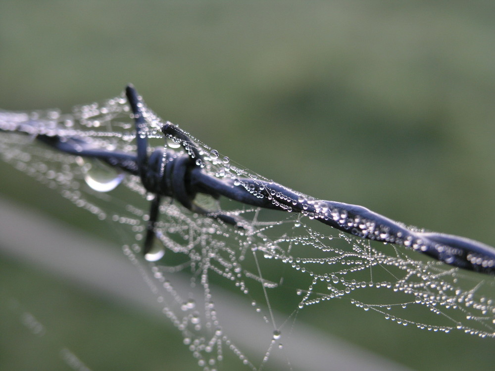 Stacheldraht ganz anders