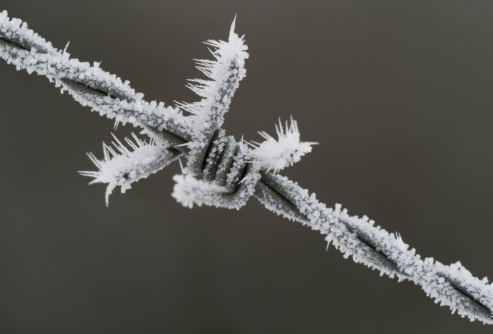 Stacheldraht gefroren