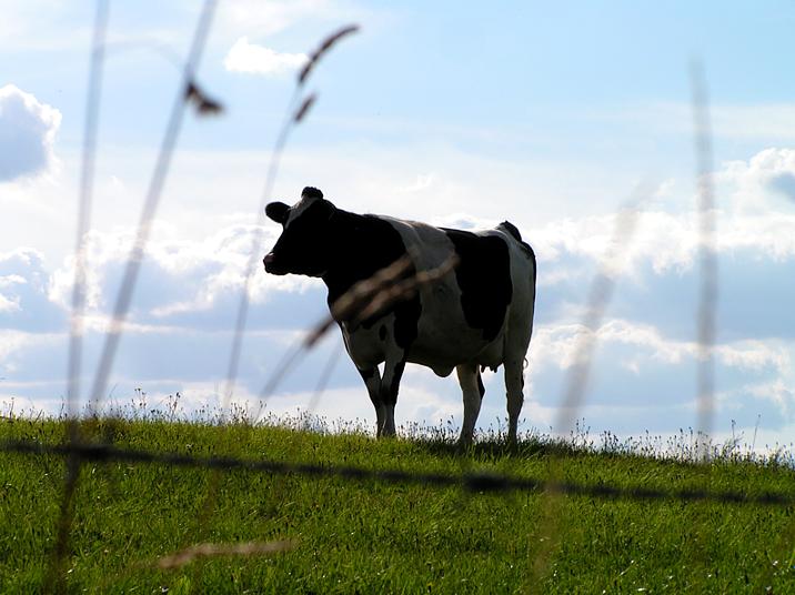 Stacheldraht, Gras, Wolken und Kuh