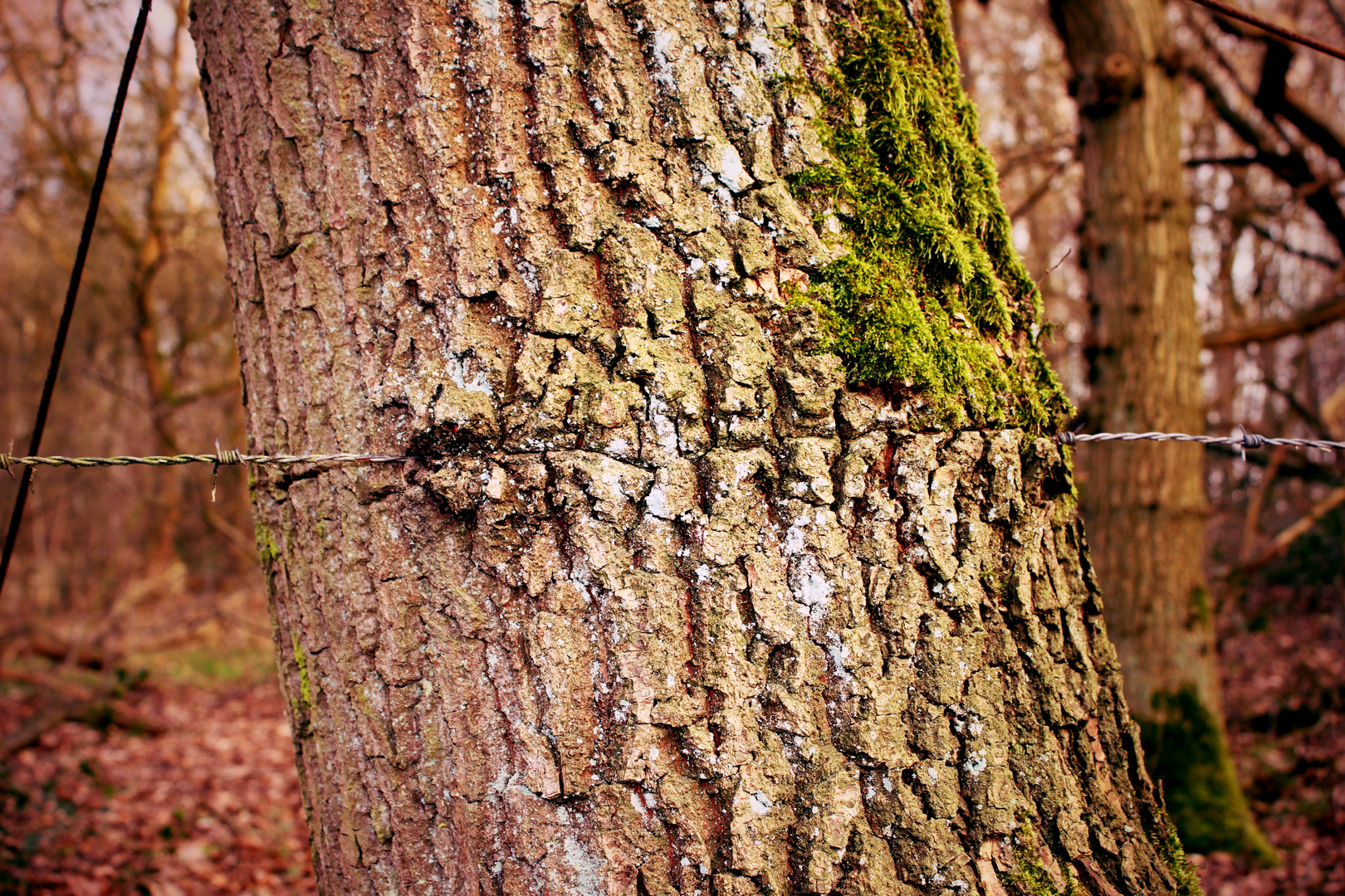 Stacheldraht im Baum