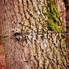 Stacheldraht im Baum