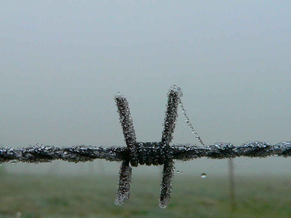 Stacheldraht im Nebel