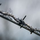 Stacheldraht im Winter