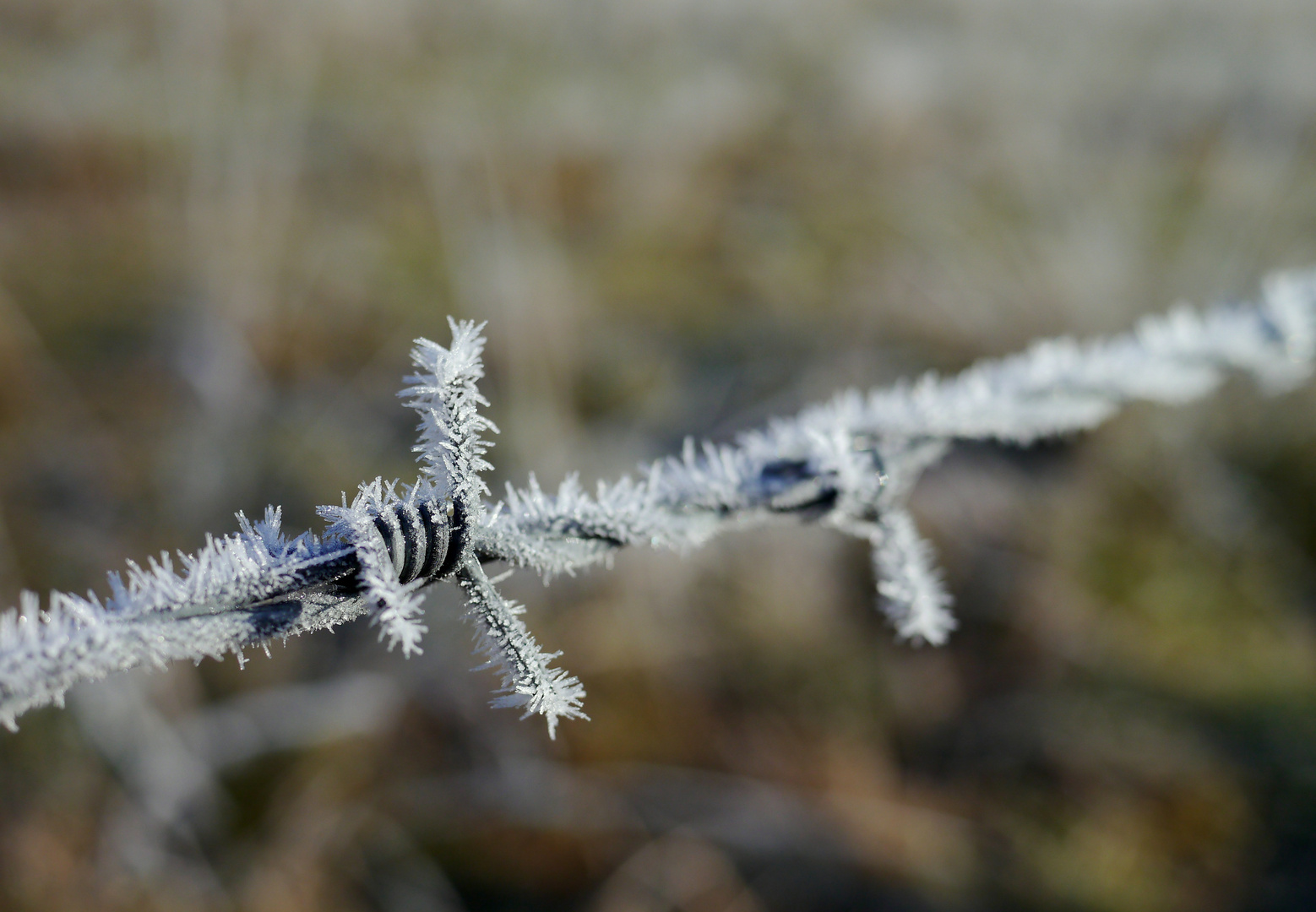 Stacheldraht im Winter