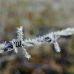 Stacheldraht im Winter