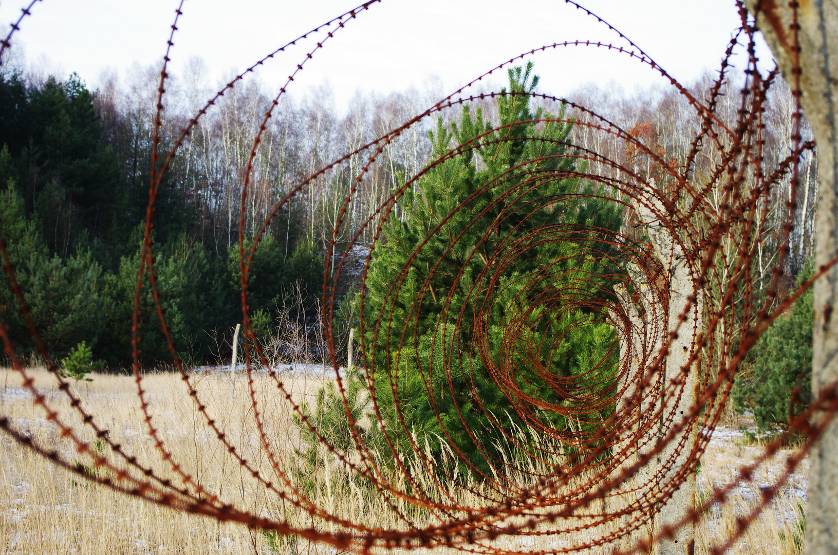 Stacheldraht in Rost