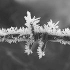 Stacheldraht-Makro